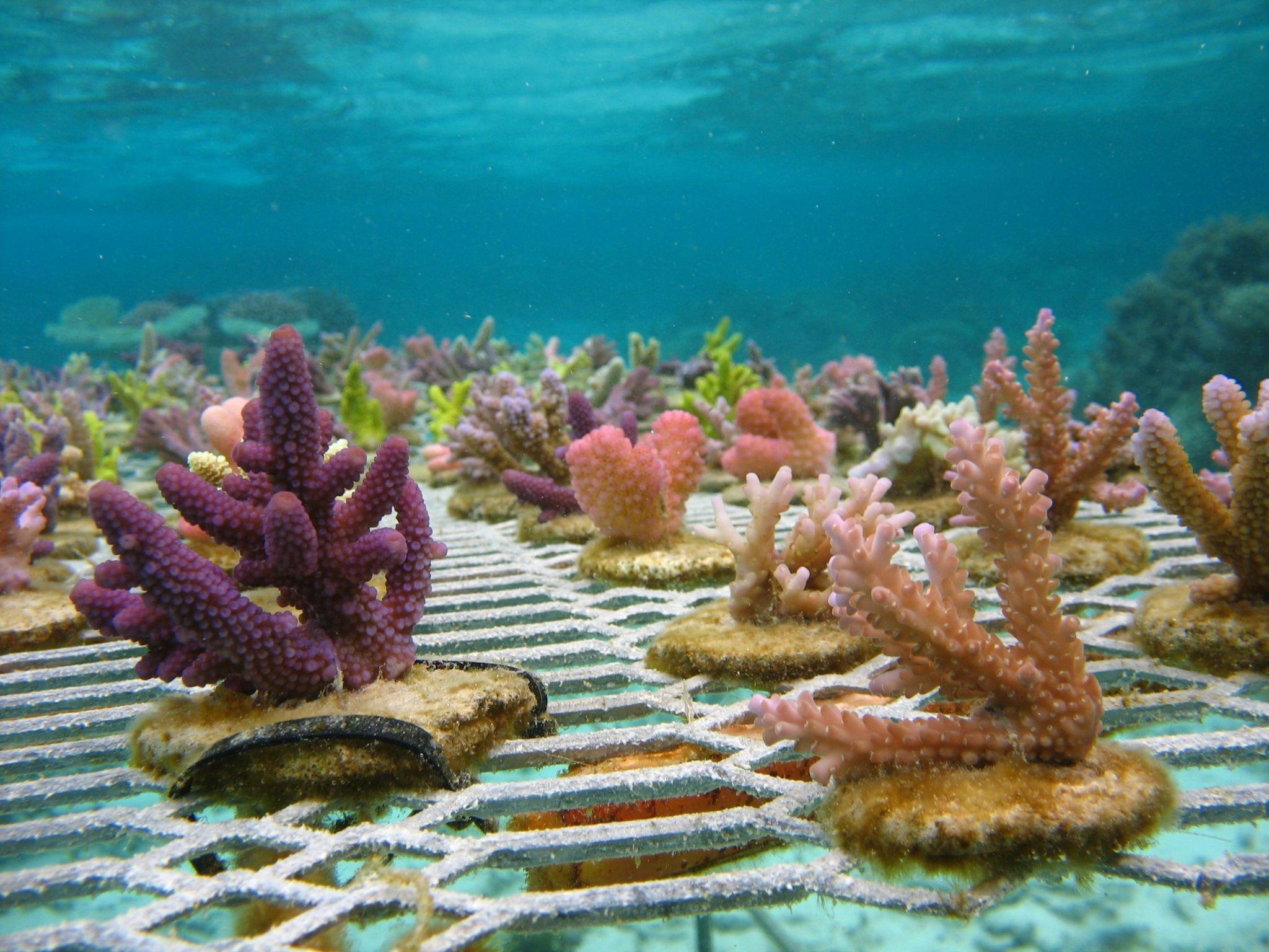 Coral Island Planting Trees - bykl2xb